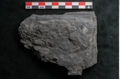 Foto (Detailansicht) von Noeggerathia palmaeformis Goeppert (NHMW-GEO-2024-0188-10741)